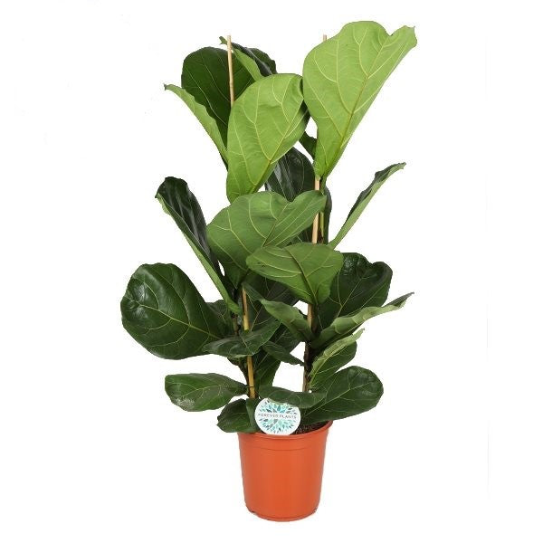 21cm Ficus Lyrata (2pp)