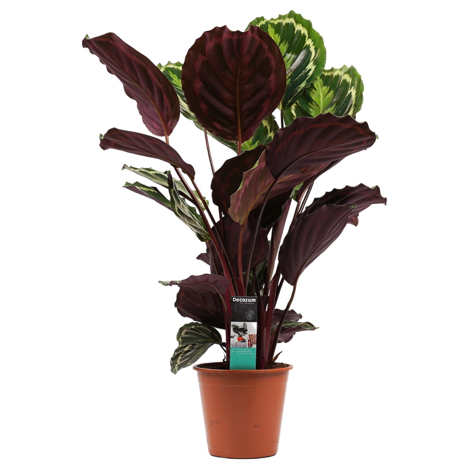Calathea 'Medaillon'