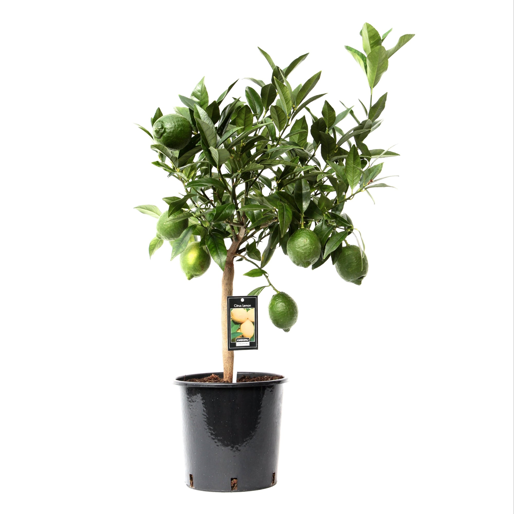 22cm Citrus Green Lime