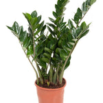 Zamioculcas zamiifolia