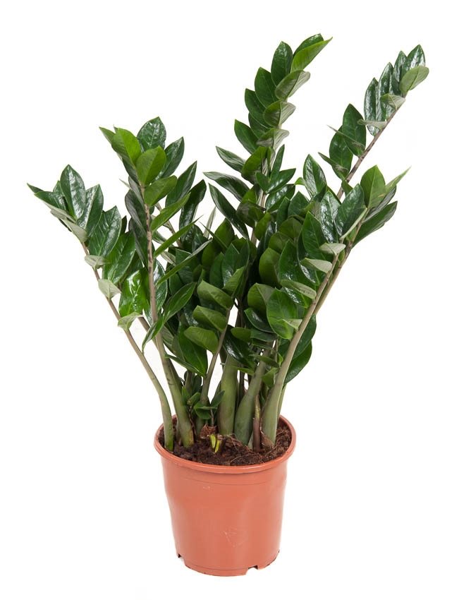 Zamioculcas zamiifolia