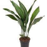 Aspidistra Elatior