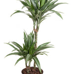 Dracaena fragrans Ulises