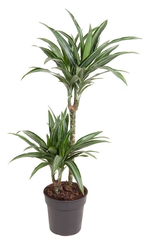Dracaena fragrans Ulises