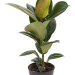 Ficus elastica 'Robusta'