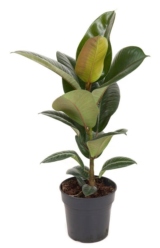 Ficus elastica 'Robusta'