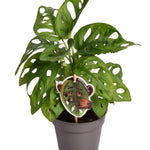 Monstera Obliqua ‘Monkey Leaf’