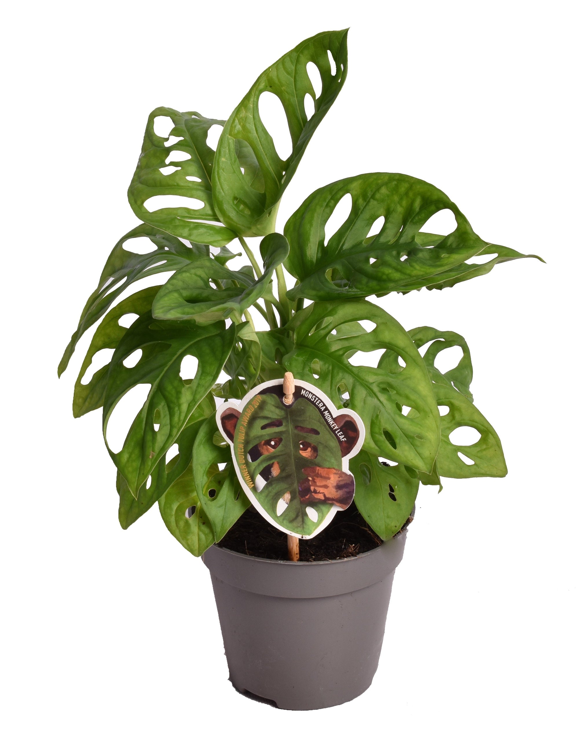 Monstera Obliqua ‘Monkey Leaf’