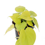 Philodendron scandens 'Micans Lime'