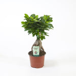 Ficus microcarpa Ginseng