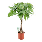 Pachira met gevlochten stam