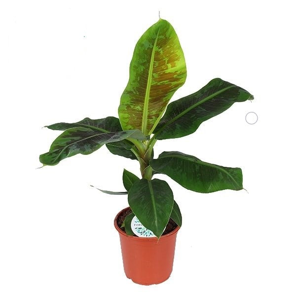 Musa 'Dwarf Cavendish'