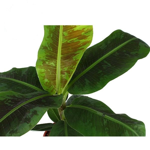 Musa 'Dwarf Cavendish'