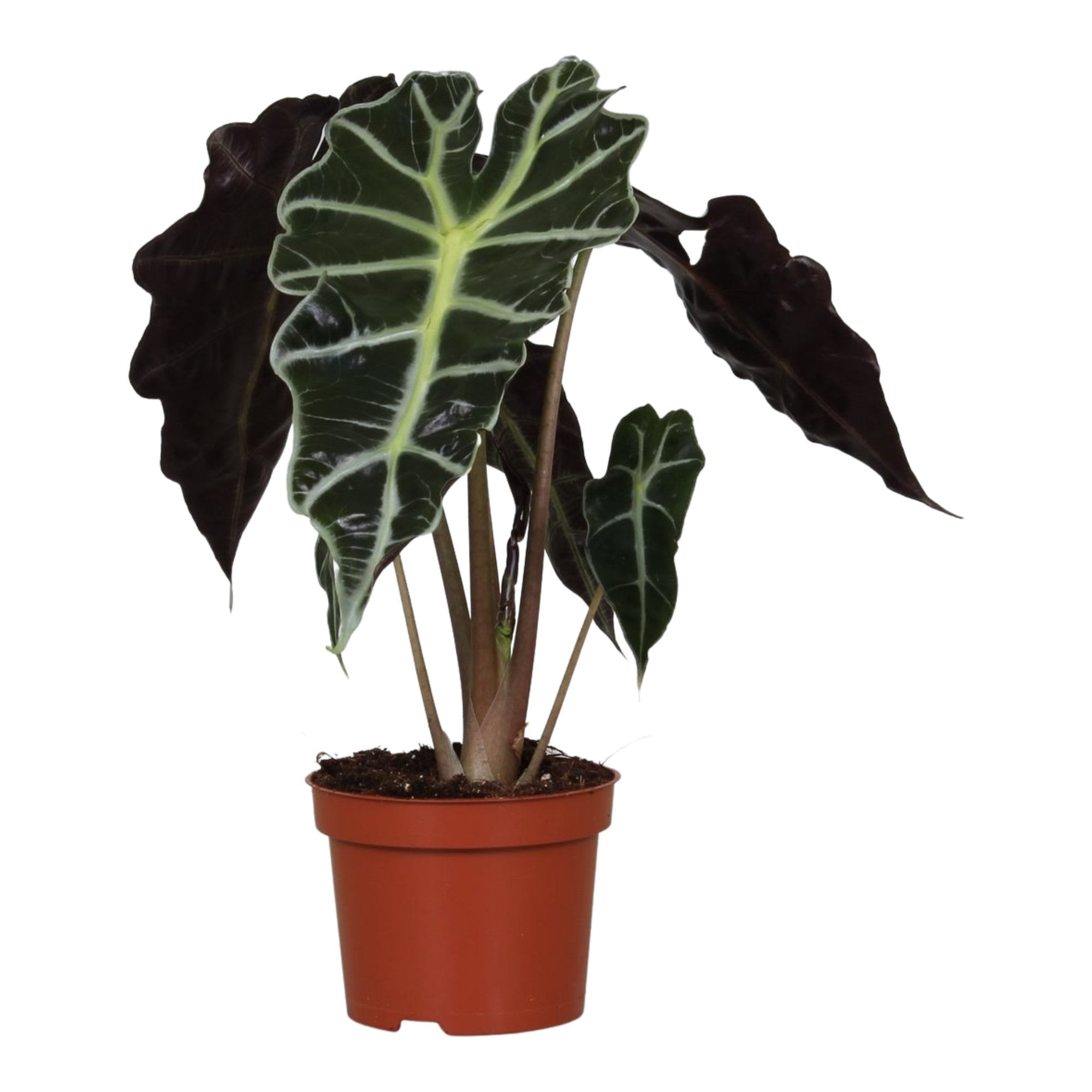 Alocasia 'Polly'