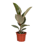 Ficus Elastica ‘Tineke’