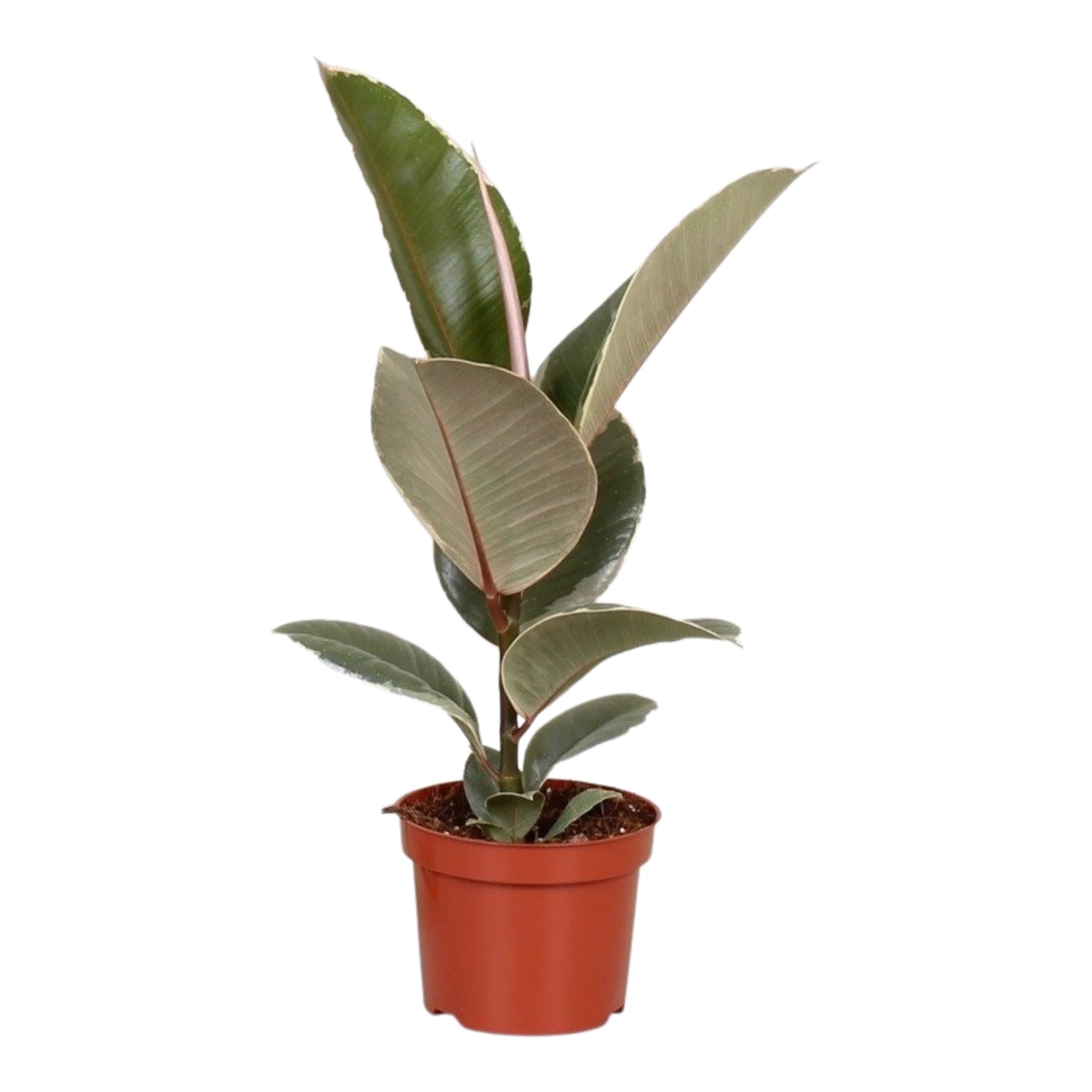 Ficus Elastica ‘Tineke’