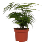 Asparagus Setaceus ‘Plumosus’