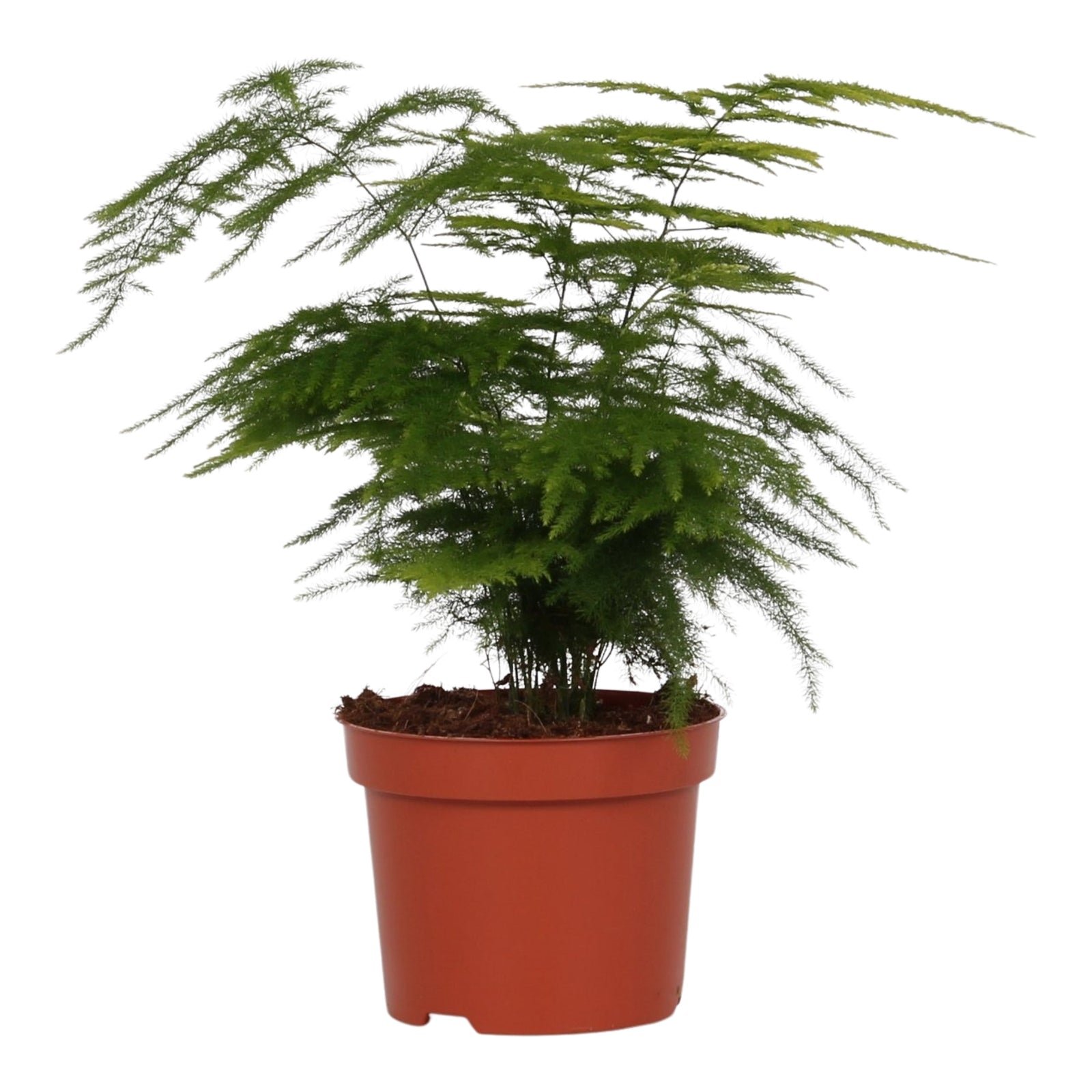 Asparagus Setaceus ‘Plumosus’