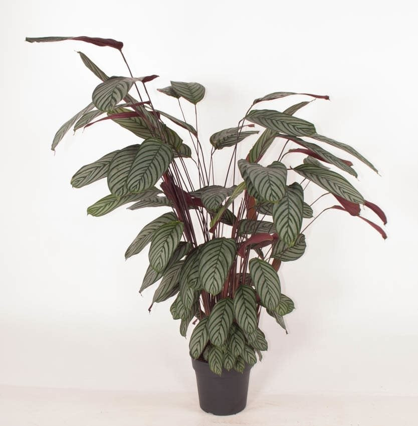 Calathea Oppenheimiana
