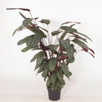 Calathea Oppenheimiana