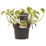 Decorum Scindapsus N'joy