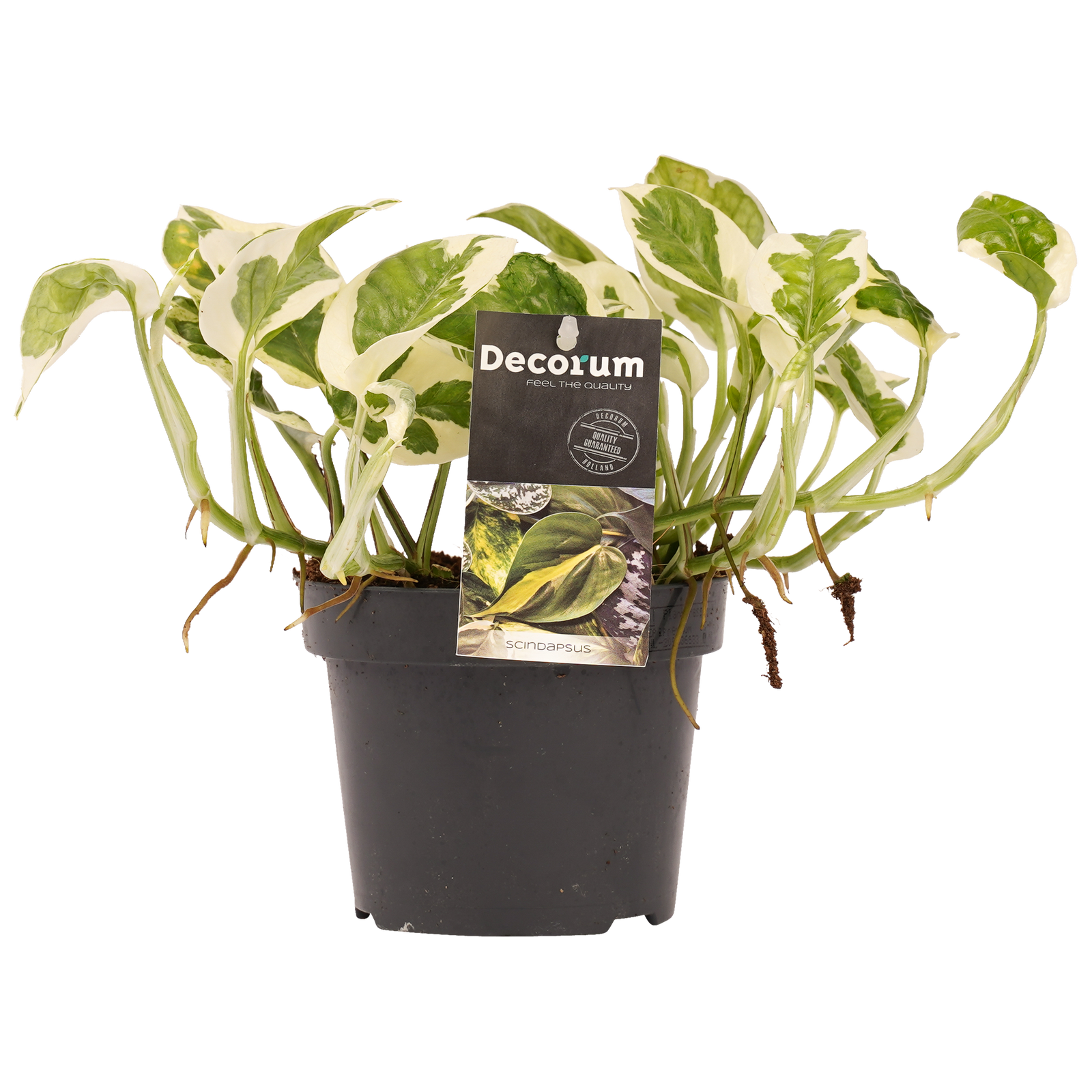 Decorum Scindapsus N'joy