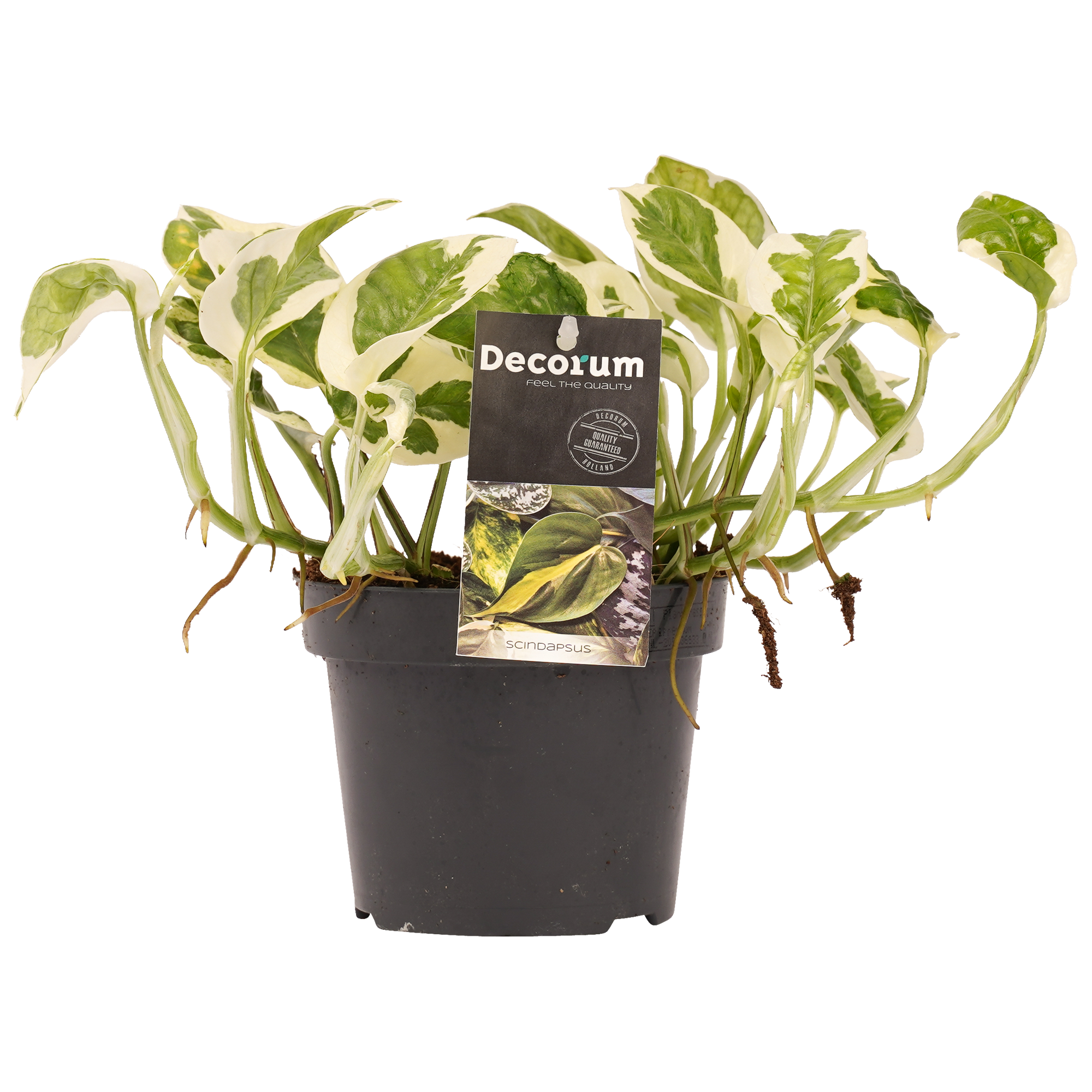 Decorum Scindapsus N'joy