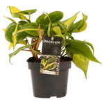 Philodendron Brasil