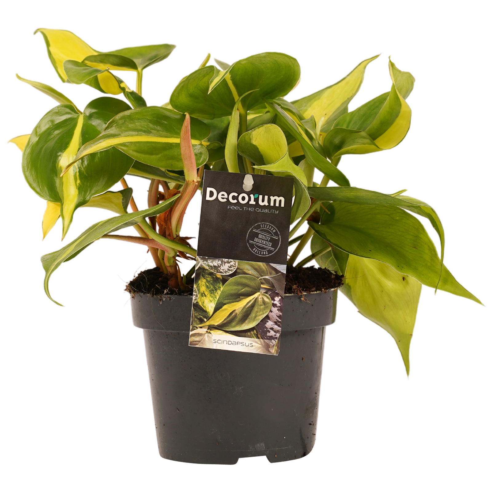 Philodendron Brasil