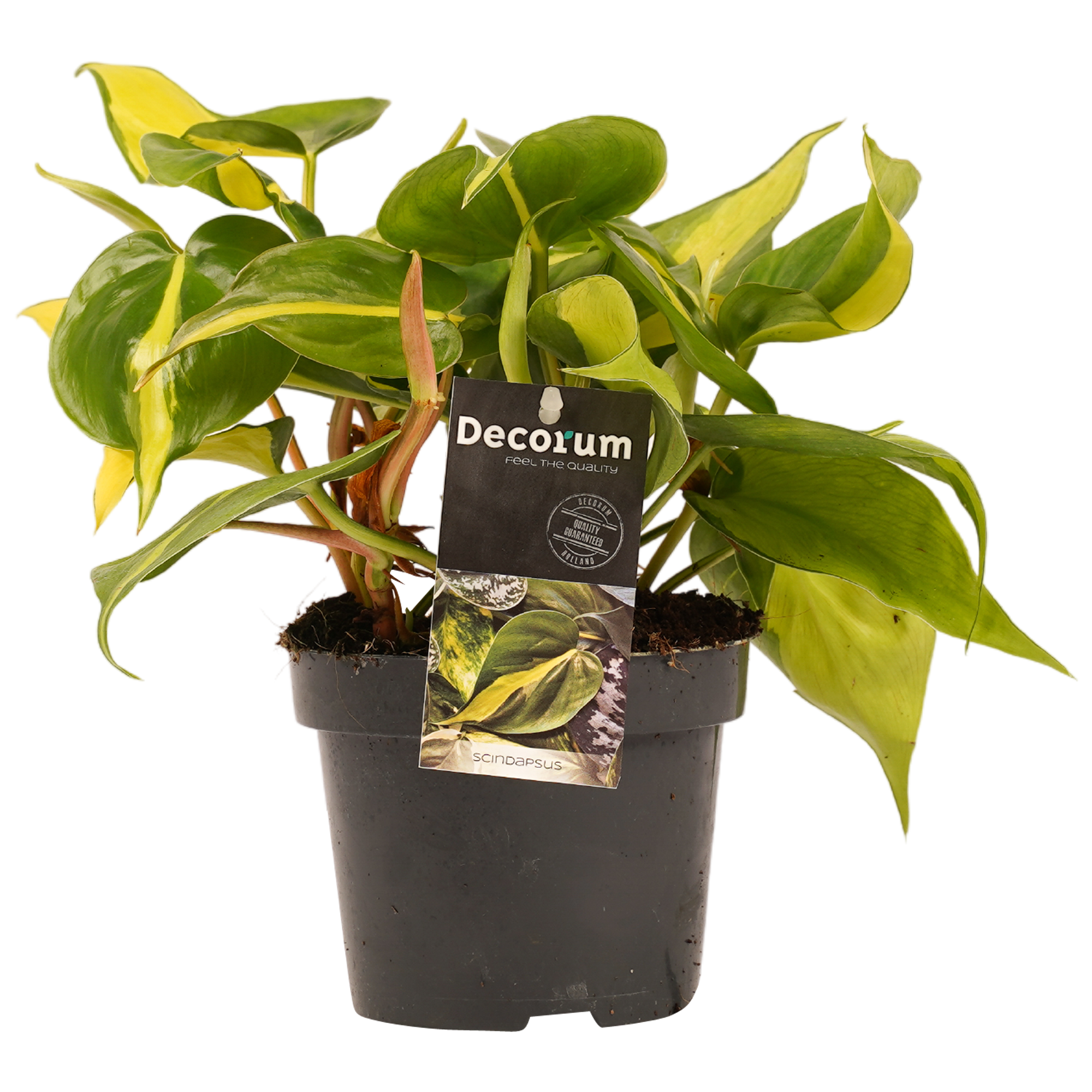 Philodendron Brasil