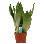 Decorum Sansevieria Moonshine