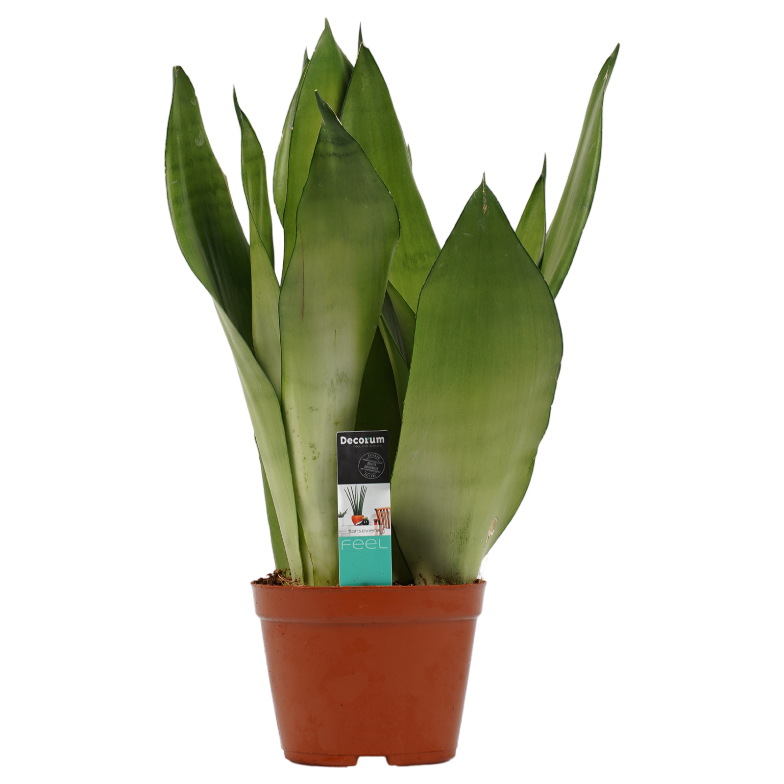Decorum Sansevieria Moonshine