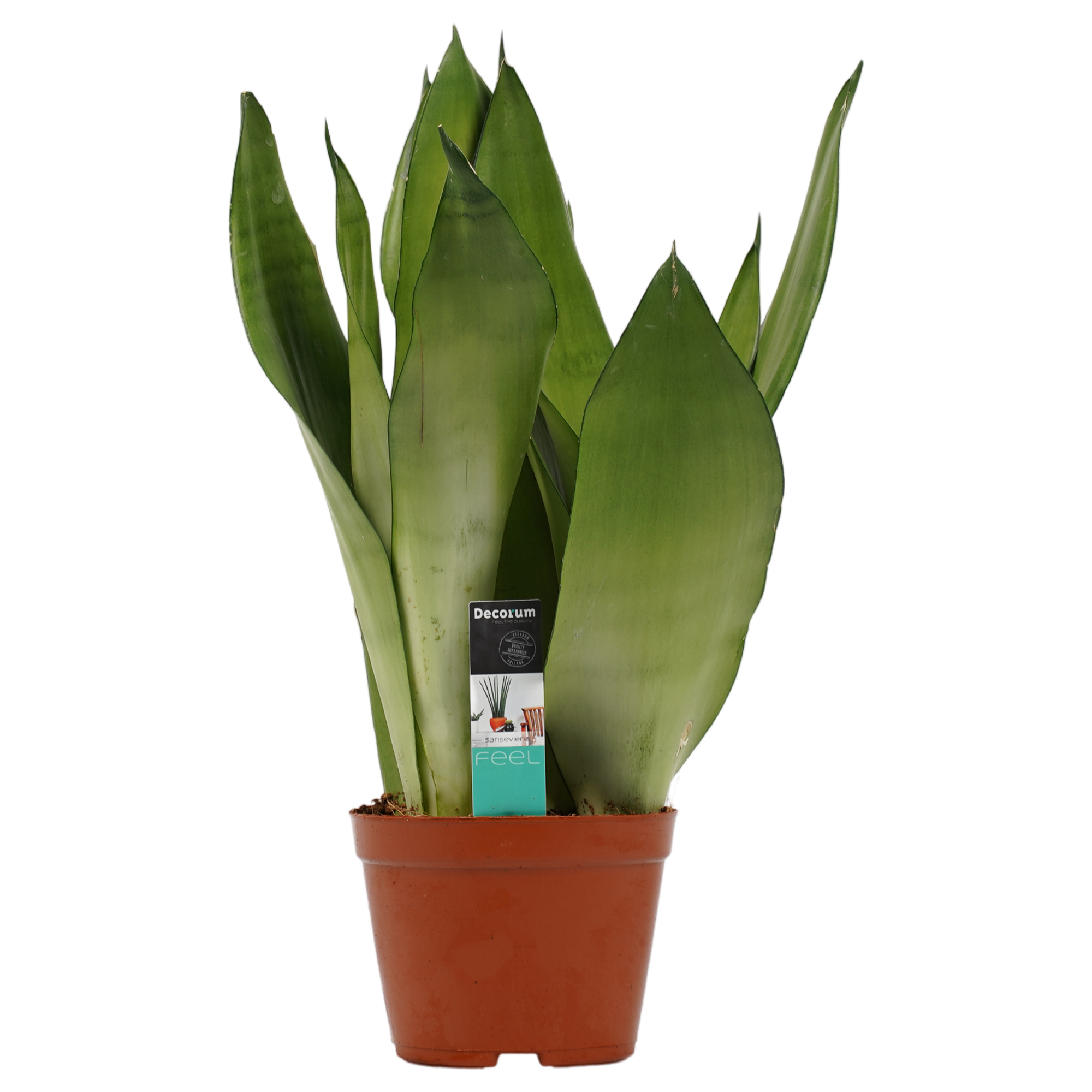 Decorum Sansevieria Moonshine