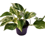 Epipremnum pinnatum 'Marble Queen'