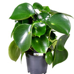 Decorum Peperomia Raindrop Feel Green