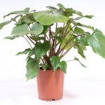 Homalomena rubescens ‘Maggy’