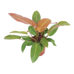 Philodendron Prince of Orange p19 h50