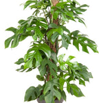 Monstera Minima (met mosstok)