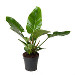 Philodendron 'Imperial Green'