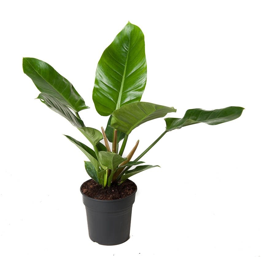 Philodendron 'Imperial Green'