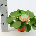 Pilea Peperomioides