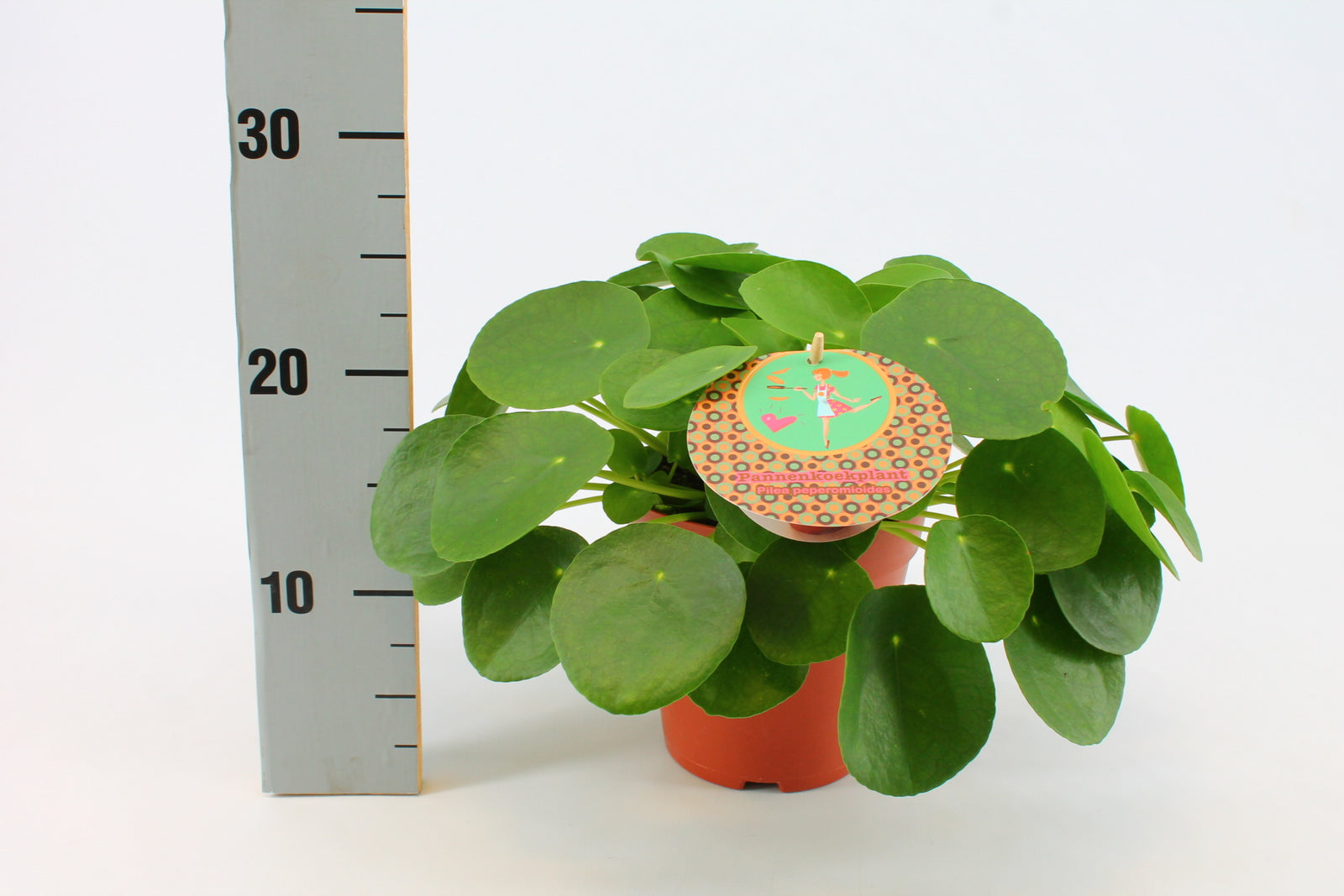 Pilea Peperomioides