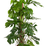 Monstera Deliciosa met mosstok