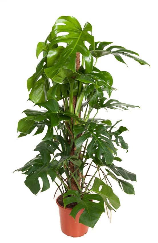 Monstera Deliciosa met mosstok