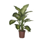 Dieffenbachia Reeva