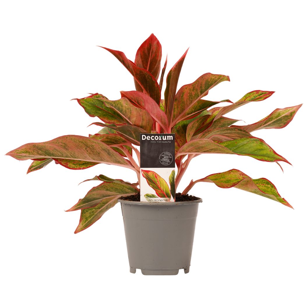Decorum Aglaonema Crete
