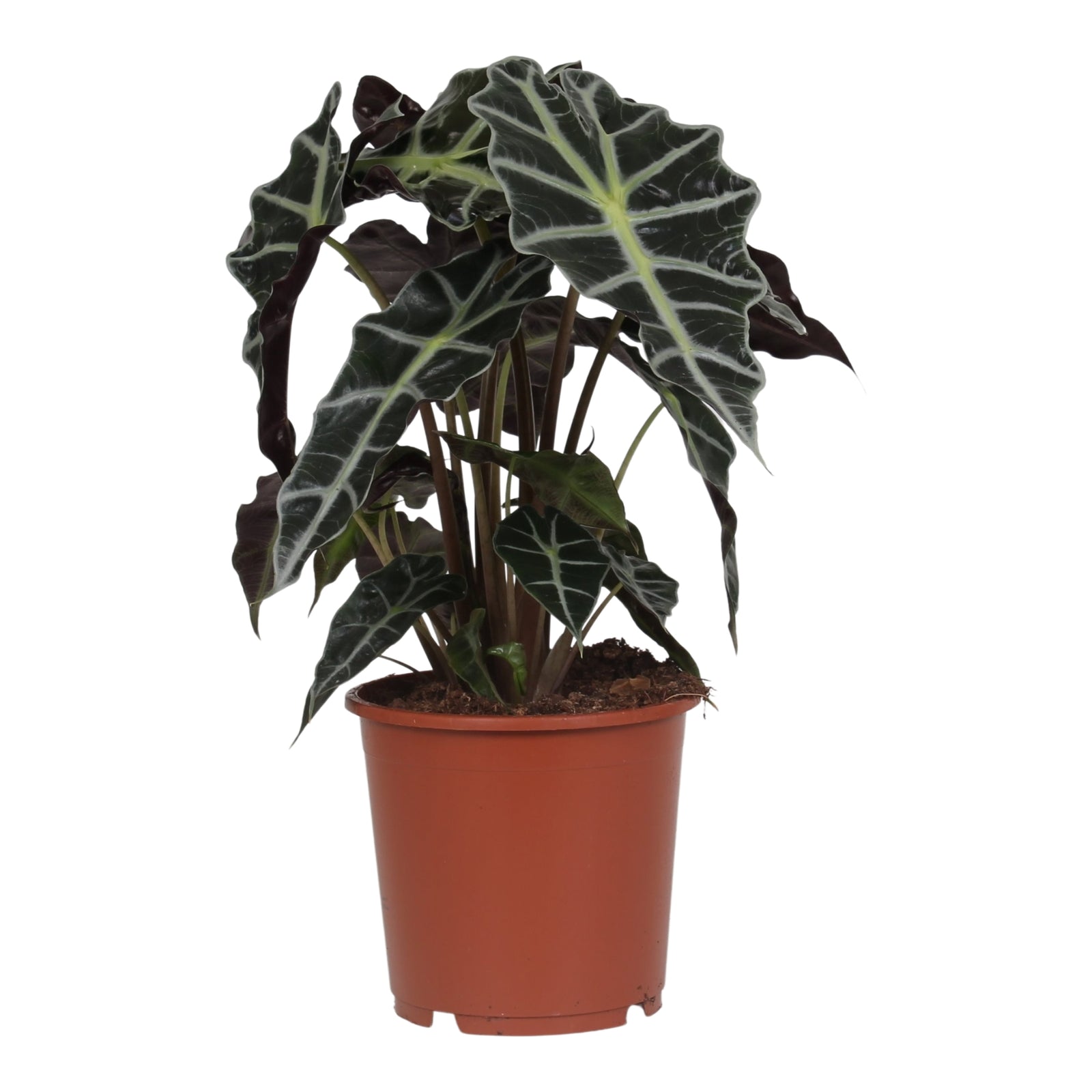 17cm Alocasia Polly