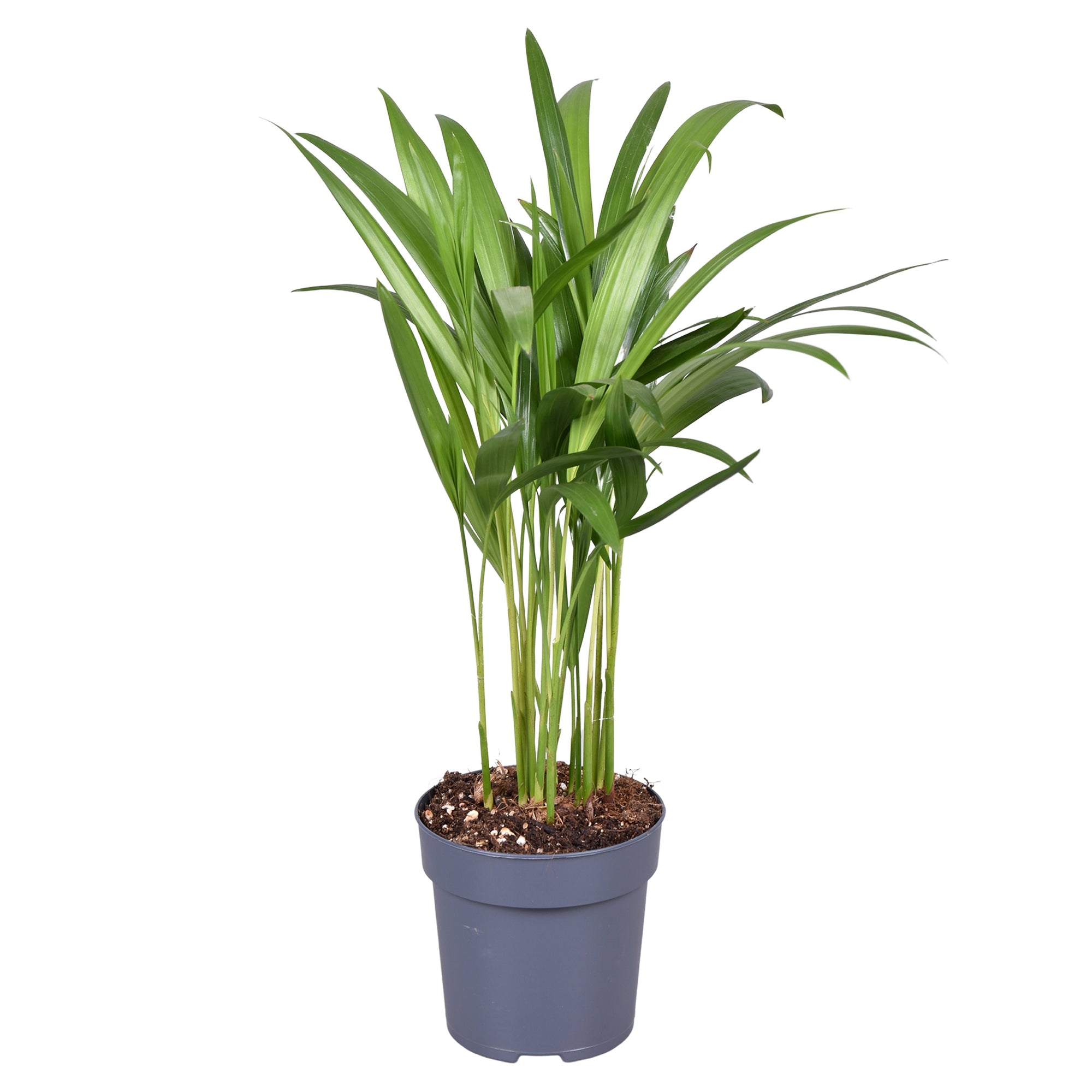 Dypsis Lutescens (Areca) P10.5 H30