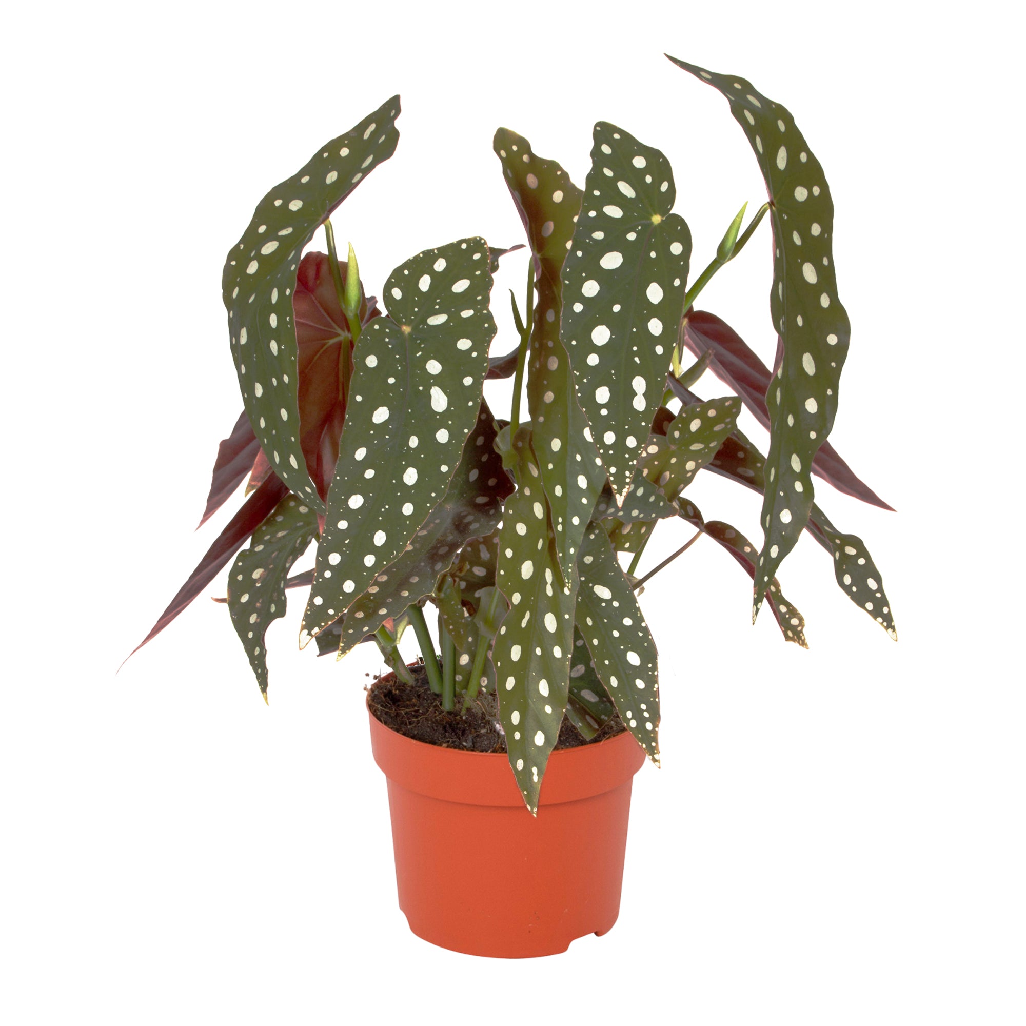 Begonia Maculata