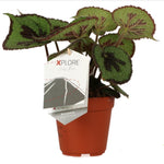 Begonia Masoniana Rock